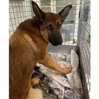 Foto dell\'animale cane - Matr. 2024/0326 - Microchip 380260044730586
