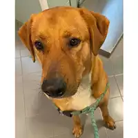 Foto dell\'animale cane - Matr. 2021/0376 - Microchip 380260044541505