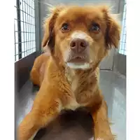 Foto dell\'animale cane - Matr. 2024/0521 - Microchip 380260044979826