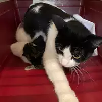 gatto - Matr. 2024/0523 - Microchip 380260044997981