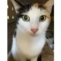 Foto dell\'animale gatto - Matr. 2024/0524 - Microchip 380260044979831