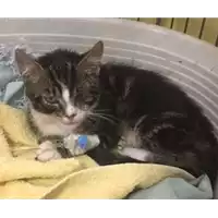 Foto dell\'animale gatto - Matr. 2017/1456 - Microchip 380260043310082