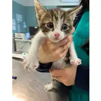 Foto dell\'animale gatto - Matr. 2024/0525 - Microchip 380260044980308