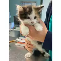 Foto dell\'animale gatto - Matr. 2024/0526 - Microchip 380260044980005