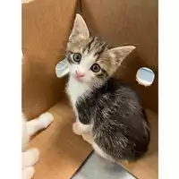 Foto dell\'animale gatto - Matr. 2024/0527 - Microchip 380260044980094