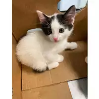 Foto dell\'animale gatto - Matr. 2024/0528 - Microchip 380260044997659