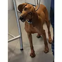 Foto dell\'animale cane - Matr. 2024/0532 - Microchip 380260101728165