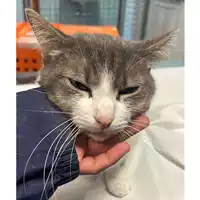 Foto dell\'animale gatto - Matr. 2024/0531 - Microchip 380260044980291