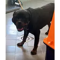 Foto dell\'animale cane - Matr. 2024/0534 - Microchip 380260160514515