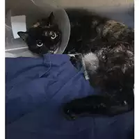 Foto dell\'animale gatto - Matr. 2024/0538 - Microchip 380260044998300