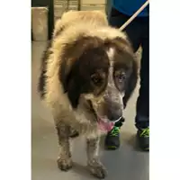 Foto dell\'animale cane - Matr. 2024/0539 - Microchip 380260044998436