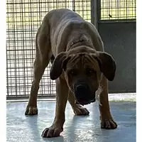 Foto dell\'animale cane - Matr. 2024/0541 - Microchip 380260044921588
