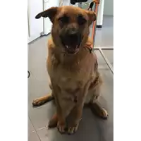 Foto dell\'animale cane - Matr. 2017/1457 - Microchip 380260043259037