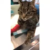 Foto dell\'animale gatto - Matr. 2024/0555 - Microchip 380260044998435