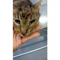 Foto dell\'animale gatto - Matr. 2024/0557 - Microchip 380260044998165
