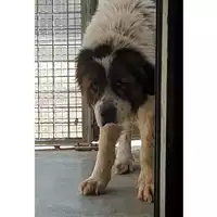 Foto dell\'animale cane - Matr. 2024/0559 - Microchip 380260044998367