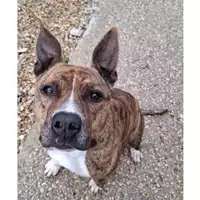 Foto dell\'animale cane - Matr. 2024/0561 - Microchip 380260101960128