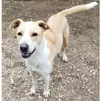 Foto dell\'animale cane - Matr. 2022/2063 - Microchip 380260044731699