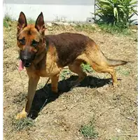 Foto dell\'animale cane - Matr. 2017/0598 - Microchip 380260043149773
