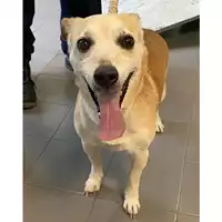 Foto dell\'animale cane - Matr. 2024/0564 - Microchip 380260044997683