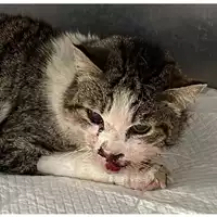Foto dell\'animale gatto - Matr. 2024/0566 - Microchip 380260044998004