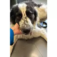Foto dell\'animale cane - Matr. 2024/0569 - Microchip 380260044997739