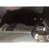 Foto dell\'animale gatto - Matr. 2017/1458 - Microchip 380260043310250