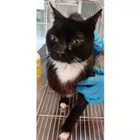 Foto dell\'animale gatto - Matr. 2024/0576 - Microchip 380260044997669