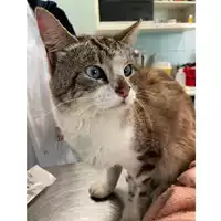 Foto dell\'animale gatto - Matr. 2024/0577 - Microchip 380260044997595