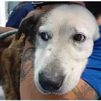 Foto dell\'animale cane - Matr. 2024/0574 - Microchip 380260044998164