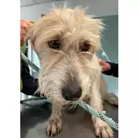 Foto dell\'animale cane - Matr. 2024/0575 - Microchip 380260044998162