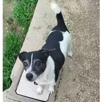 Foto dell\'animale cane - Matr. 2024/0578 - Microchip 688032000000797