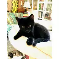 Foto dell\'animale gatto - Matr. 2024/0582 - Microchip 380260044998442