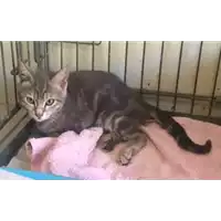 Foto dell\'animale gatto - Matr. 2017/1459 - Microchip 380260043285044