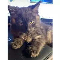 Foto dell\'animale gatto - Matr. 2024/0581 - Microchip 380260044997731