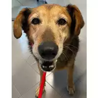 Foto dell\'animale cane - Matr. 2024/0584 - Microchip 380260044998242