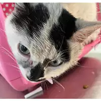 Foto dell\'animale gatto - Matr. 2024/0587 - Microchip 380260044997885