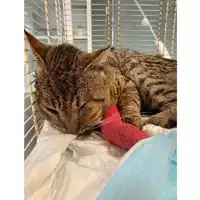Foto dell\'animale gatto - Matr. 2024/0588 - Microchip 380260044997673