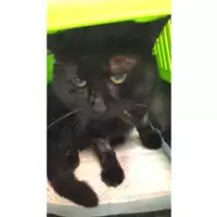 Foto dell\'animale gatto - Matr. 2024/0592 - Microchip 380260044997800