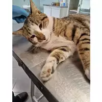 Foto dell\'animale gatto - Matr. 2024/0591 - Microchip 380260044998398
