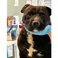 Foto dell\'animale cane - Matr. 2024/0594 - Microchip 380260044998074