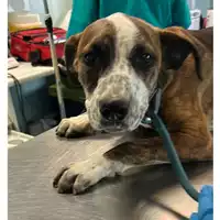 Foto dell\'animale cane - Matr. 2024/0595 - Microchip 380260044998279