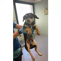 Foto dell\'animale cane - Matr. 2024/0596 - Microchip 380260044998282