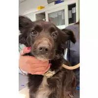 Foto dell\'animale cane - Matr. 2024/0597 - Microchip 380260044998222