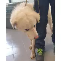 Foto dell\'animale cane - Matr. 2024/0600 - Microchip 380260044998193