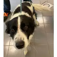 Foto dell\'animale cane - Matr. 2024/0602 - Microchip 380260043164711