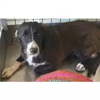 Foto dell\'animale cane - Matr. 2024/0605 - Microchip 380260044997703