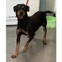 Foto dell\'animale cane - Matr. 2024/0607 - Microchip 380260043723525