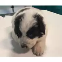 Foto dell\'animale cane - Matr. 2024/0609 - Microchip 380260044930325
