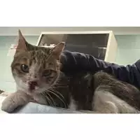 Foto dell\'animale gatto - Matr. 2024/0612 - Microchip 380260044930313